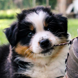 Cuccioli Aussie